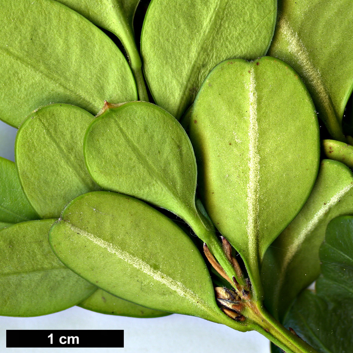 High resolution image: Family: Buxaceae - Genus: Buxus - Taxon: microphylla - SpeciesSub: var. japonica 'National'